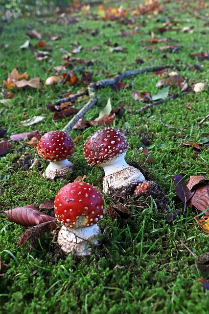 Fliegenpilz, Herbst, Moos, Pilze, Giftig