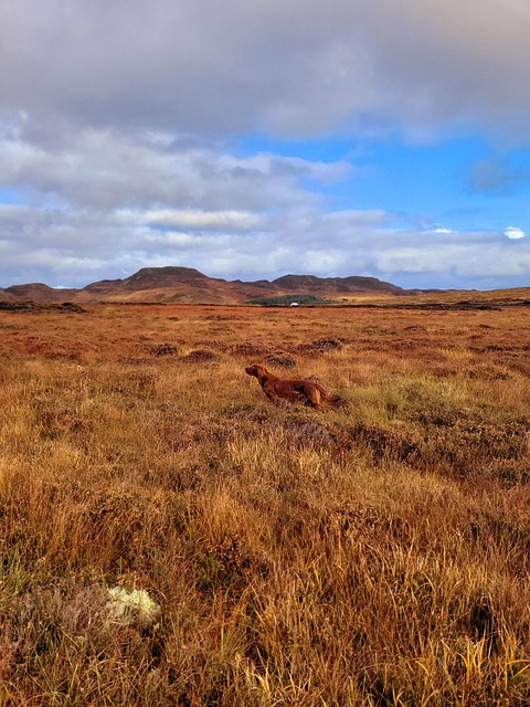 Free Red Setter Donegal photo and picture