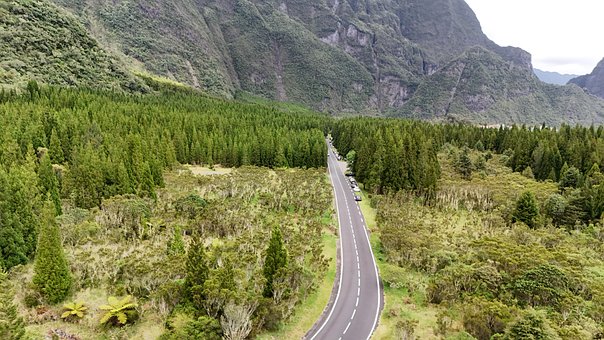 Free Road Tree photo and picture