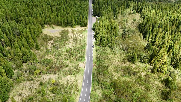 Free Road Tree photo and picture
