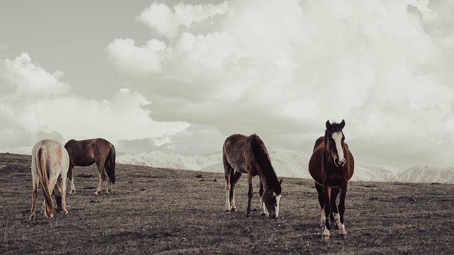 Free Animals Horse photo and picture Free Animals Horse photo and picture