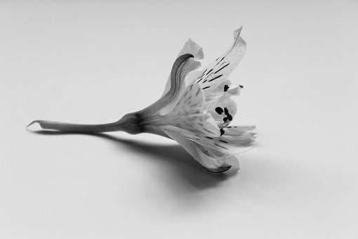 Blume, Lilie, Blüte, Nahaufnahme