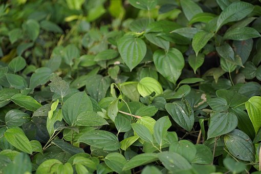 Free Black Peppercorn Pepper Plant photo and picture