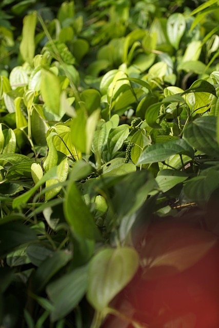 Free Black Peppercorn Pepper Plant photo and picture