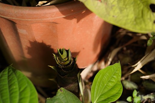 Free Plant Nature photo and picture