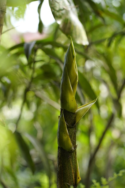 Free Plant Nature photo and picture