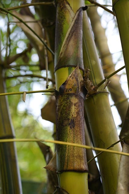 Free Plant Nature photo and picture