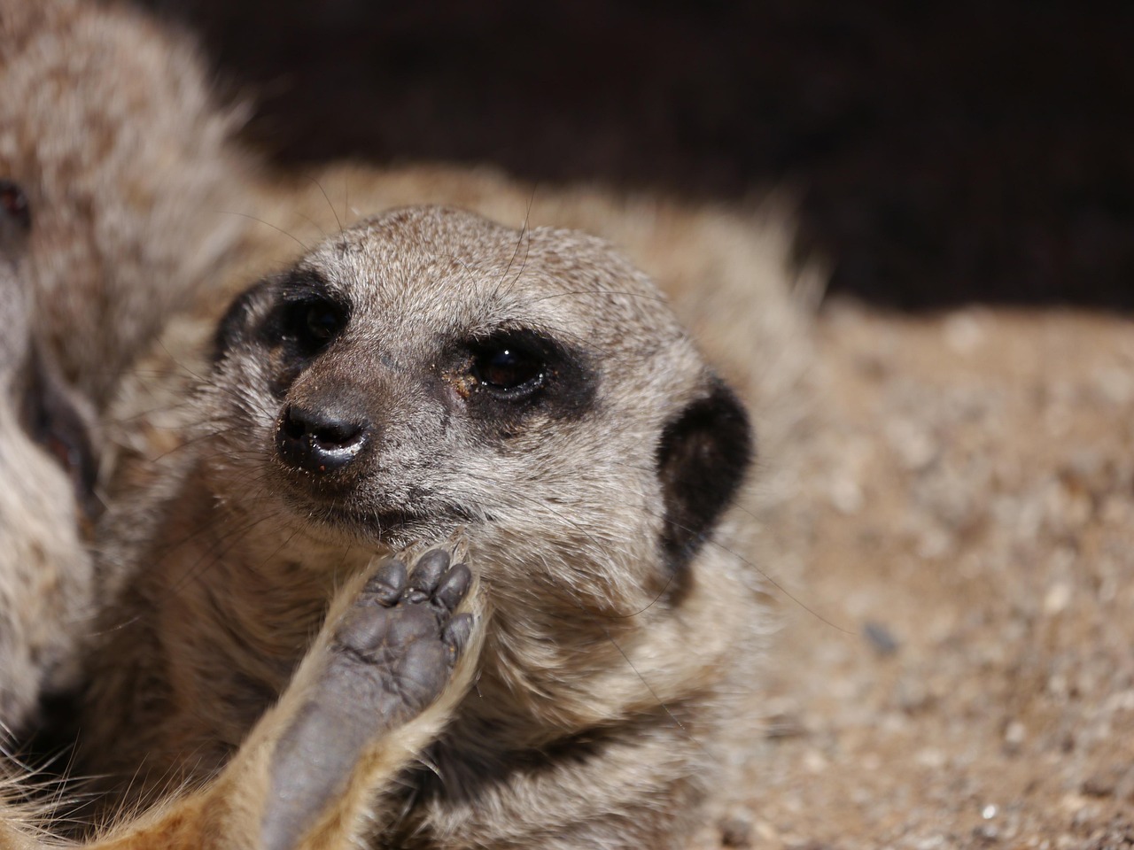 Suricata Mangosta Mamífero Dedo Foto gratis en Pixabay Pixabay