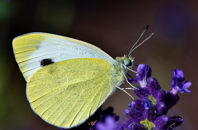 insect, butterfly, white, flower, cabbage, beautiful flowers, flower background, wing, lavender, pollination, blossom, bloom, flower wallpaper, plant, nature, entomology, macro, close up