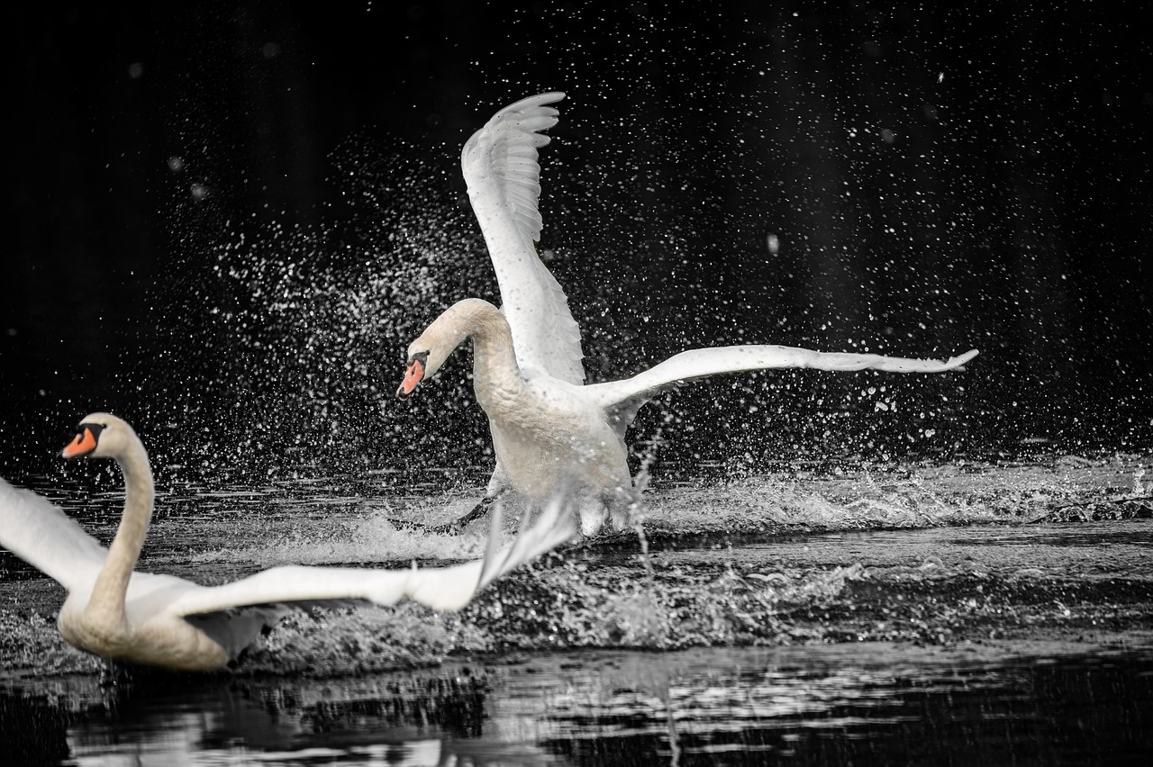 swans-8338134_1280.jpg