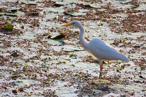Free Egret Bird photo and picture