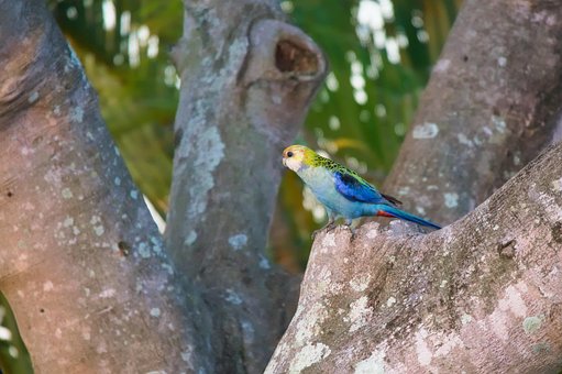Free Pale-Headed Rosella Parrot photo and picture