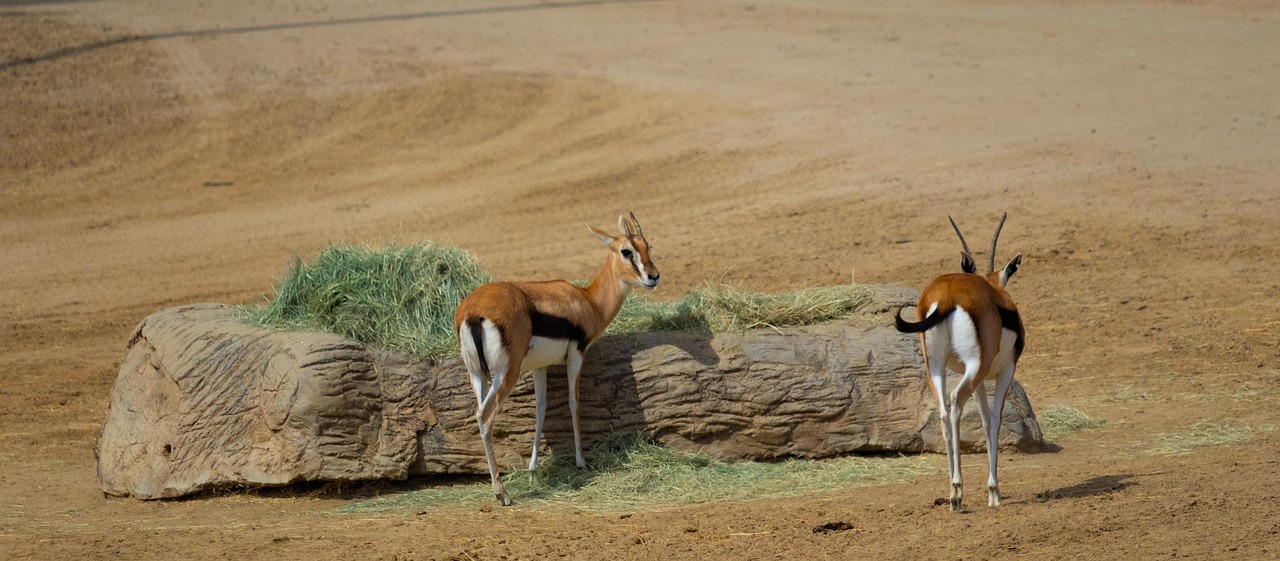 San Diego Safari Park Nature Free Photo On Pixabay Pixabay