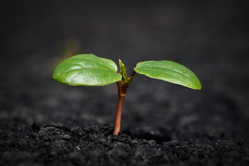 Download free HD stock image of Plant Nature Free plant nature growth illustration