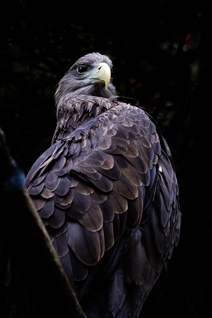 Adler, Vogel, Raubtier, Natur, Tier