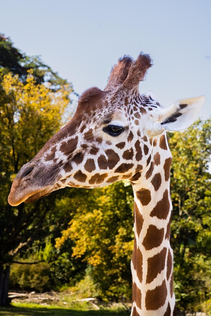 Giraffe, Natur, Safari, Tier, Säugetier