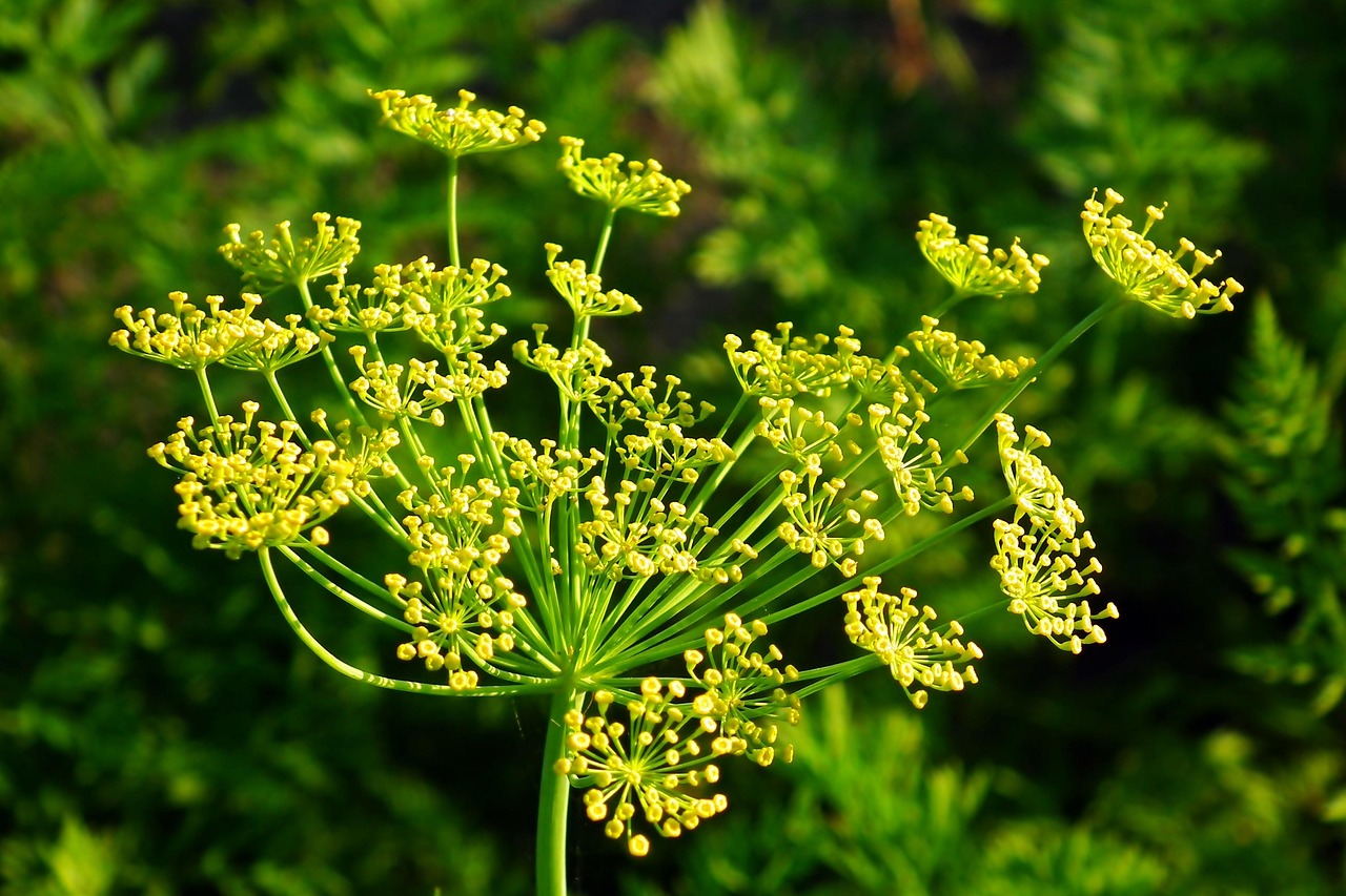Dill Flower Plant Free photo on Pixabay Pixabay