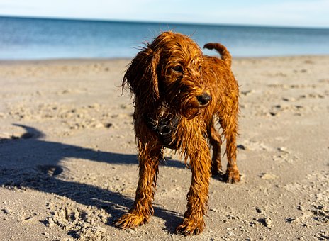 Free In The Free Dog photo and picture