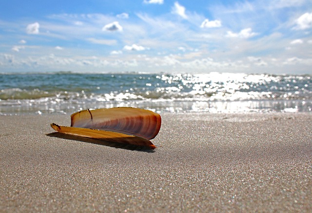 Free Amrum Beach photo and picture