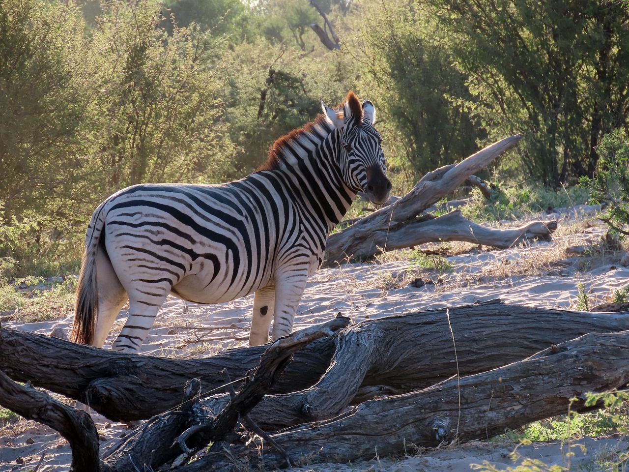 Zèbre Faune - Photo gratuite sur Pixabay - Pixabay