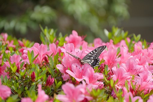 Free Insect Entomology photo and picture