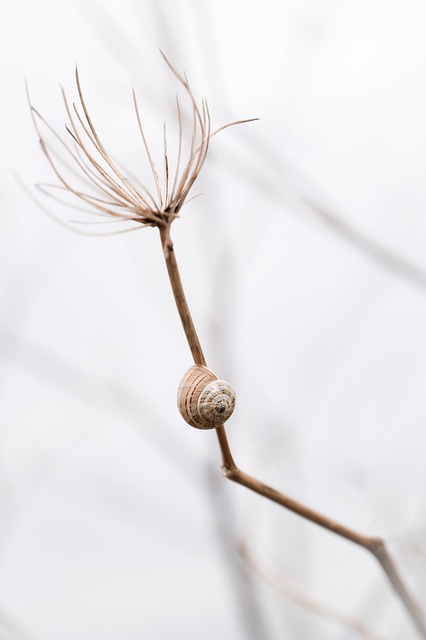Free Snail Shell photo and picture
