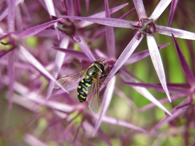 Hover Flying Fly Insect Moonspot - Free photo on Pixabay