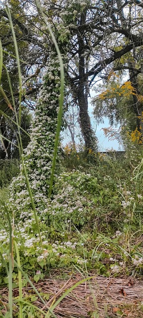 Blomster, Innsjø, Trær, Landskap, Natur