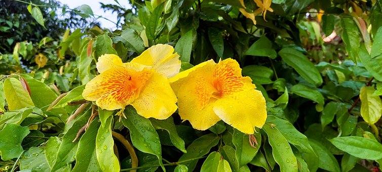 Florescer, Flora, Flor, Flor De Canna