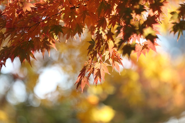 Sale De, Follaje, Hojas De Otoño, Otoño