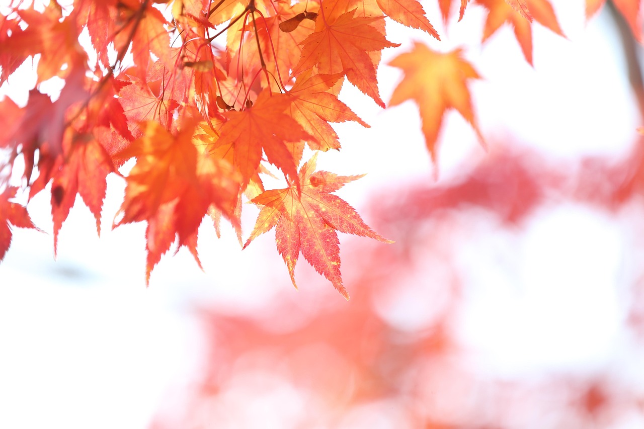 가을 잎 가 - Pixabay의 무료 사진 - Pixabay