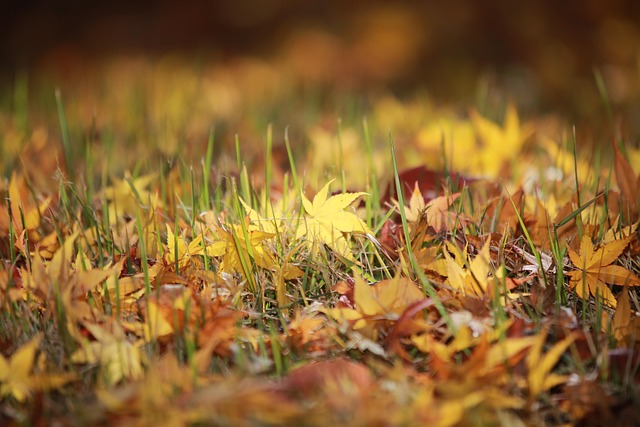 Sale De, Follaje, Hojas De Otoño, Otoño