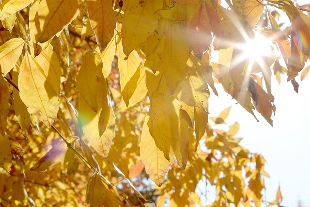 Otoño, Naturaleza, Paisaje