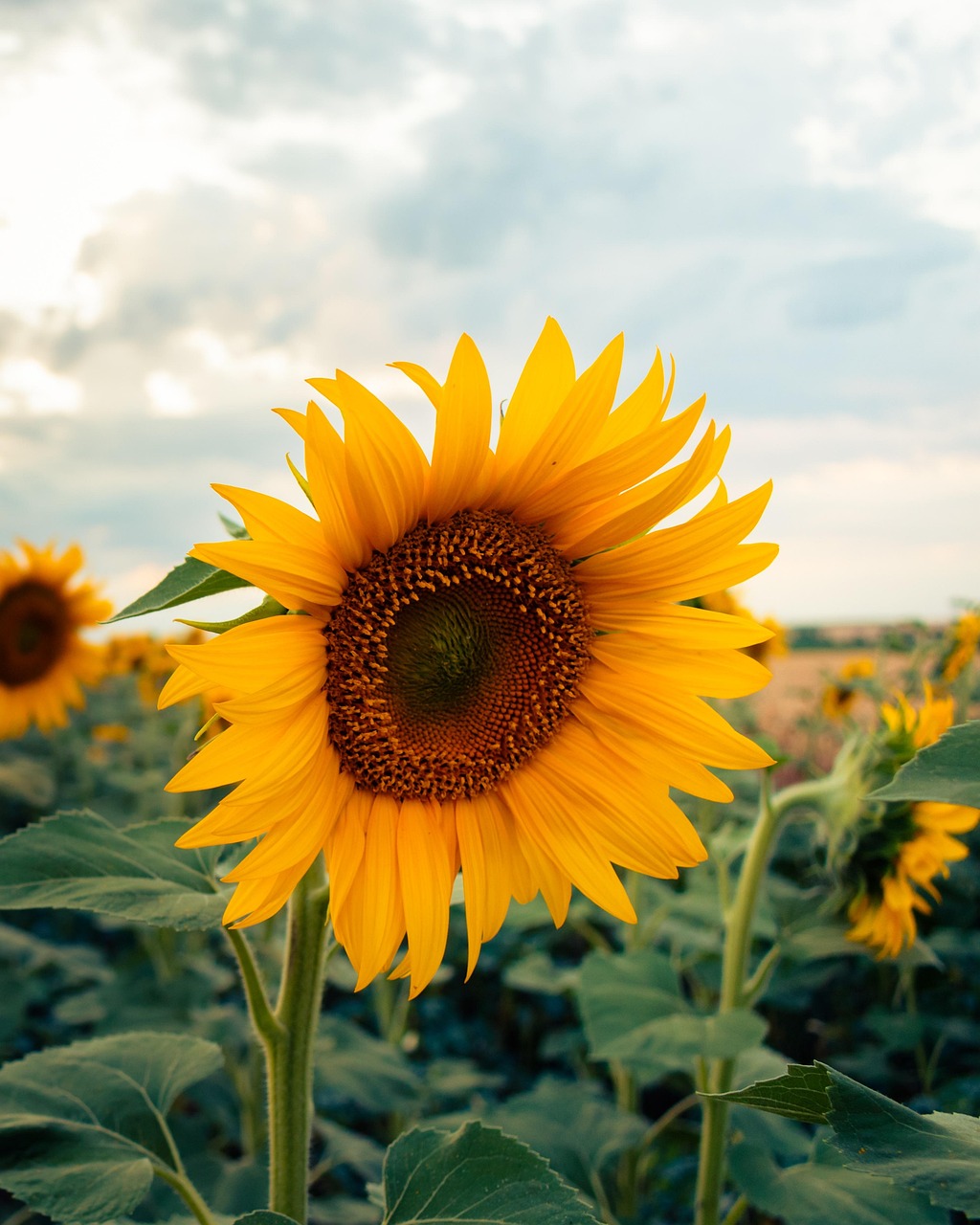 Images Of Sunflower Plant Images Of Sunflower Plant