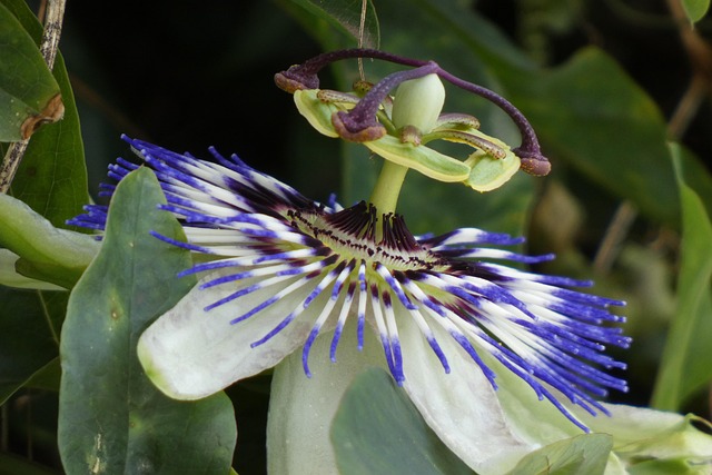 Plante Violette Plantes Bloom Photo gratuite sur Pixabay Pixabay