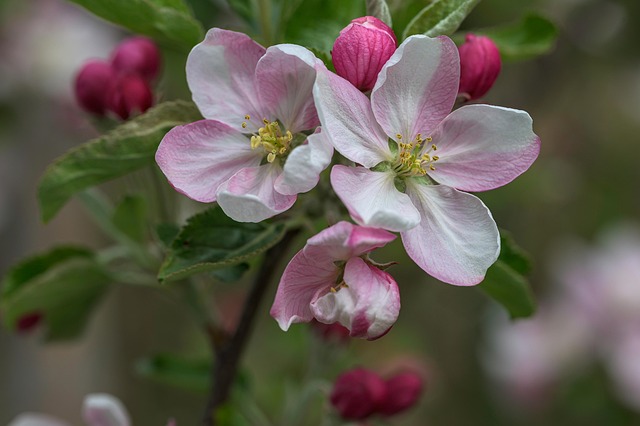 Appel, Bloesem, Bloemen, Bes, Appels