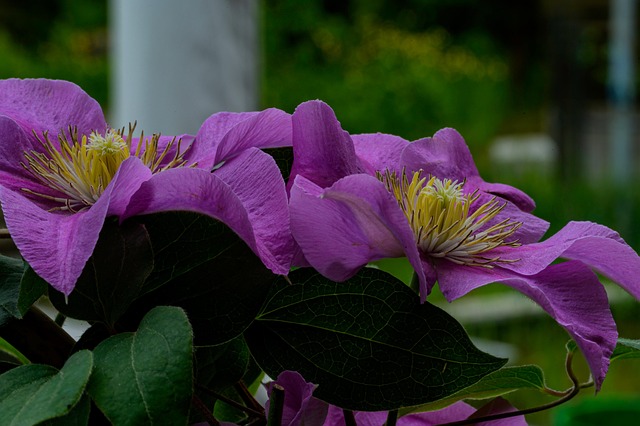 Blauwe Clematis, Bloem, Clematis