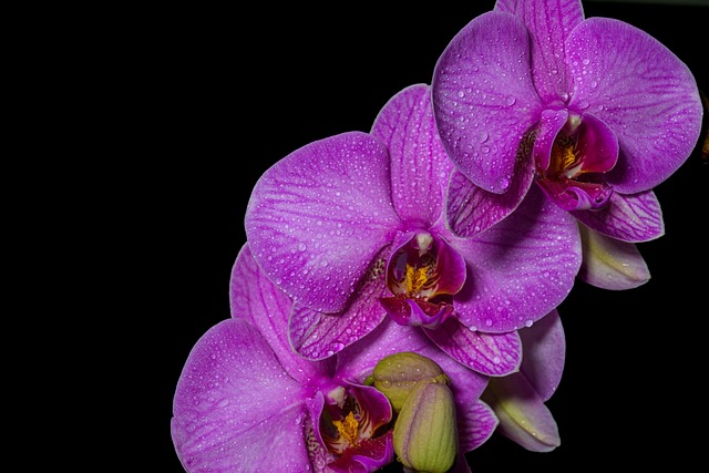 Vlinder Orchidee, Plantaardige, Bloem
