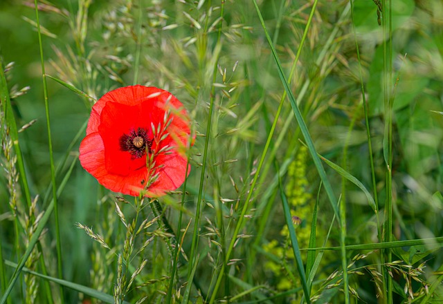 Corn Poppy, Bloem, Plantaardige, Papaver