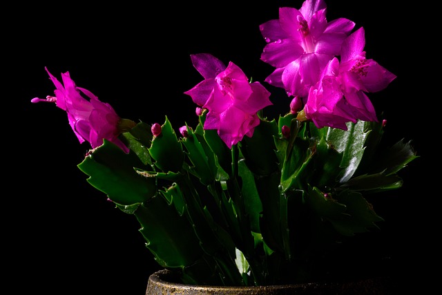 Bloem, Link Cactus, Cactus, Natuur