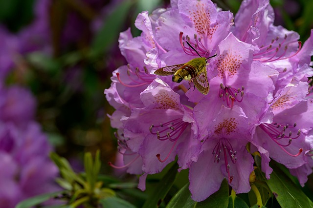 Rododendron Ponticum, Bloem
