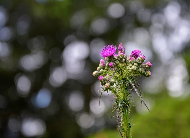 Distel, Bloem, Plantaardige
