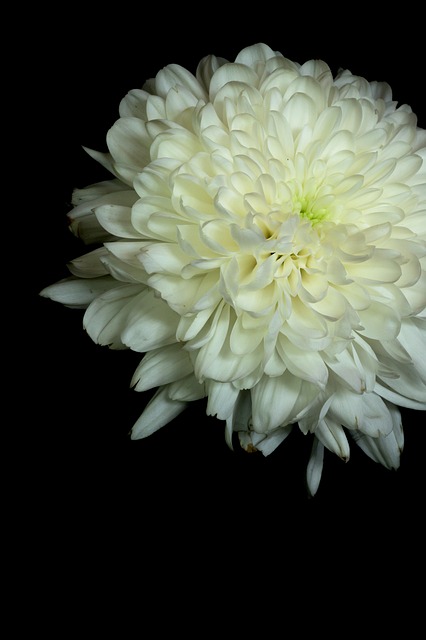 Bloem, Dahlia, Dahlia'S, Tuin Georg