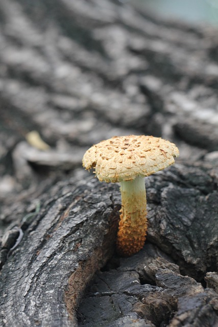 Champignon, Svamp, Bark, Træ, Rod