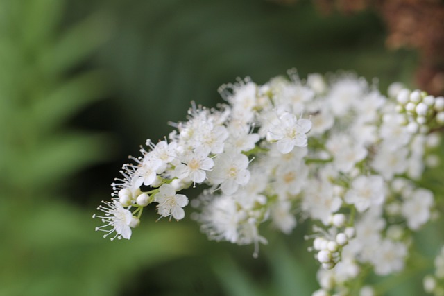 Grøn, Elefant, Blomster, Udsøgt, Detalje