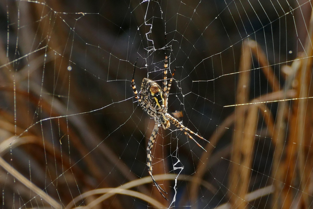 Araña Telaraña Arácnido - Foto gratis en Pixabay - Pixabay