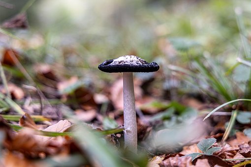 Pilz, Herbst, Wald, Natur, Giftig