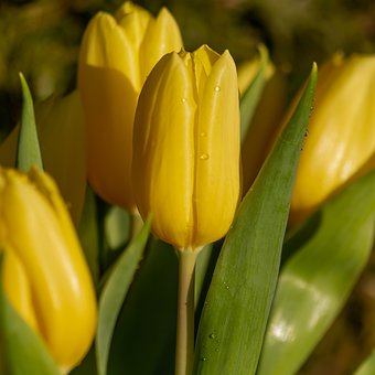 Blume, Tulpen, Natur, Garten, Frühling