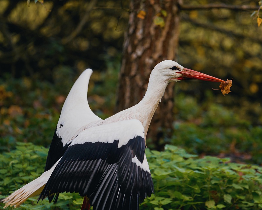 Stork Natur Fugl - Gratis foto på Pixabay - Pixabay