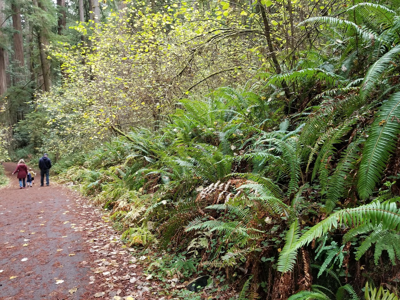 Fern Flora Redwood Forest - Free photo on Pixabay - Pixabay